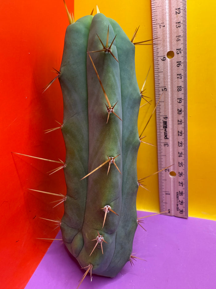 Essendon x Sina 🌶️🌶️ cactus