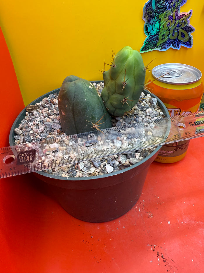 Exact TBM ! Ships in pot - Fully Rooted