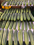 Extra large San Pedro cactus 14”-16” long !fresh cut July 15!