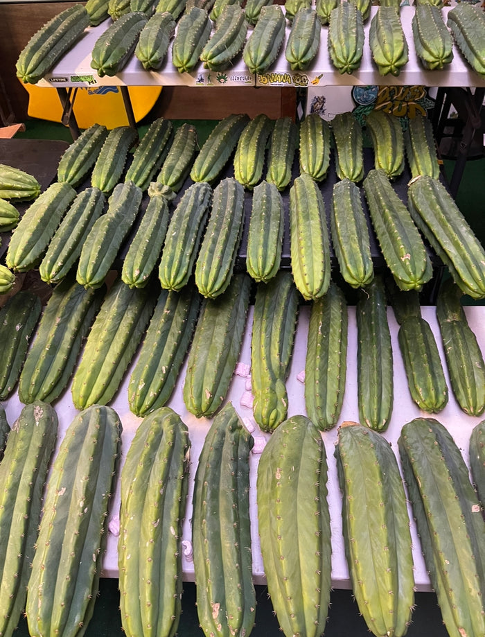 Extra large San Pedro cactus 14”-16” long !fresh cut July 15!