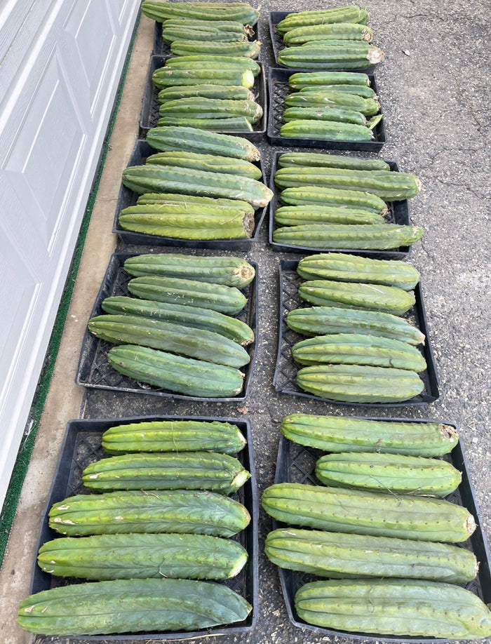 Extra large San Pedro cactus 14”-16” long !fresh cut July 15!