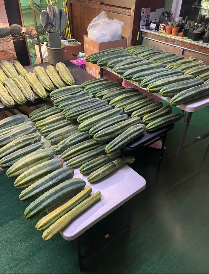 Extra large San Pedro cactus 14”-16” long !fresh cut July 15!