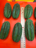 Extra Small 3”-5” San Pedro Cactus ! Fresh cut