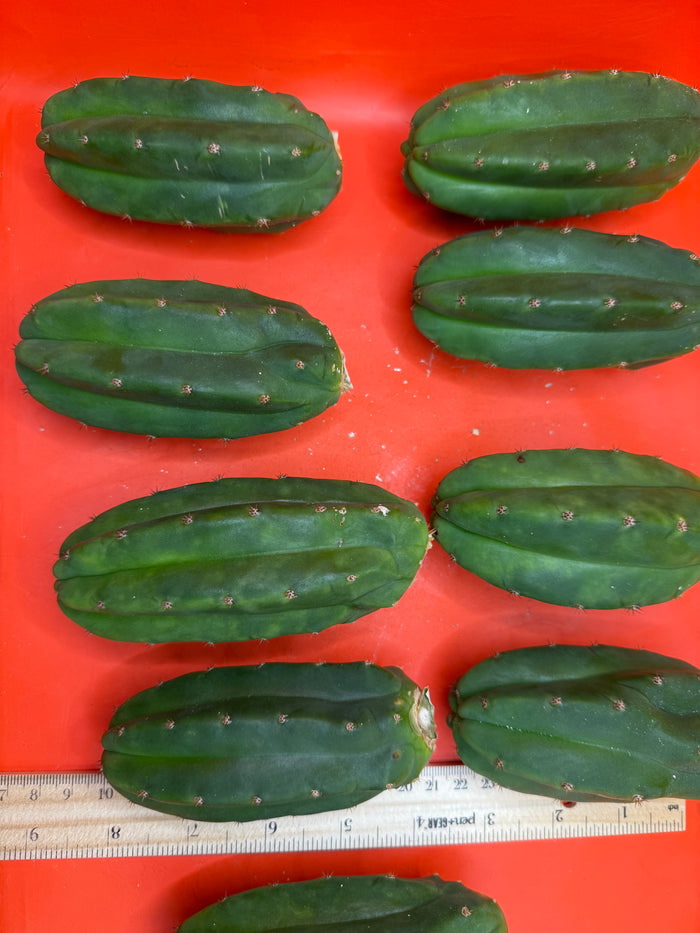 Extra Small 3”-5” San Pedro Cactus ! Fresh cut