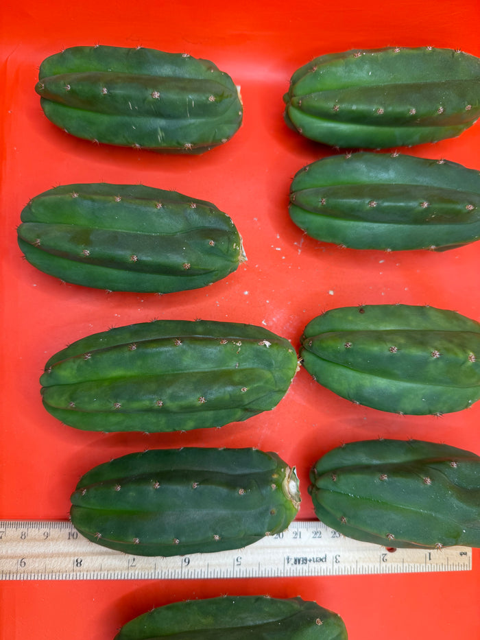 Extra Small 3”-5” San Pedro Cactus ! Fresh cut