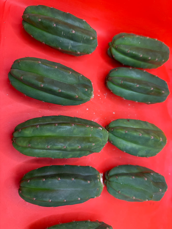 Extra Small 3”-5” San Pedro Cactus ! Fresh cut