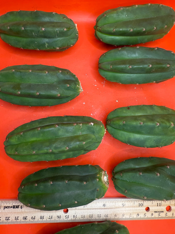 Extra Small 3”-5” San Pedro Cactus ! Fresh cut