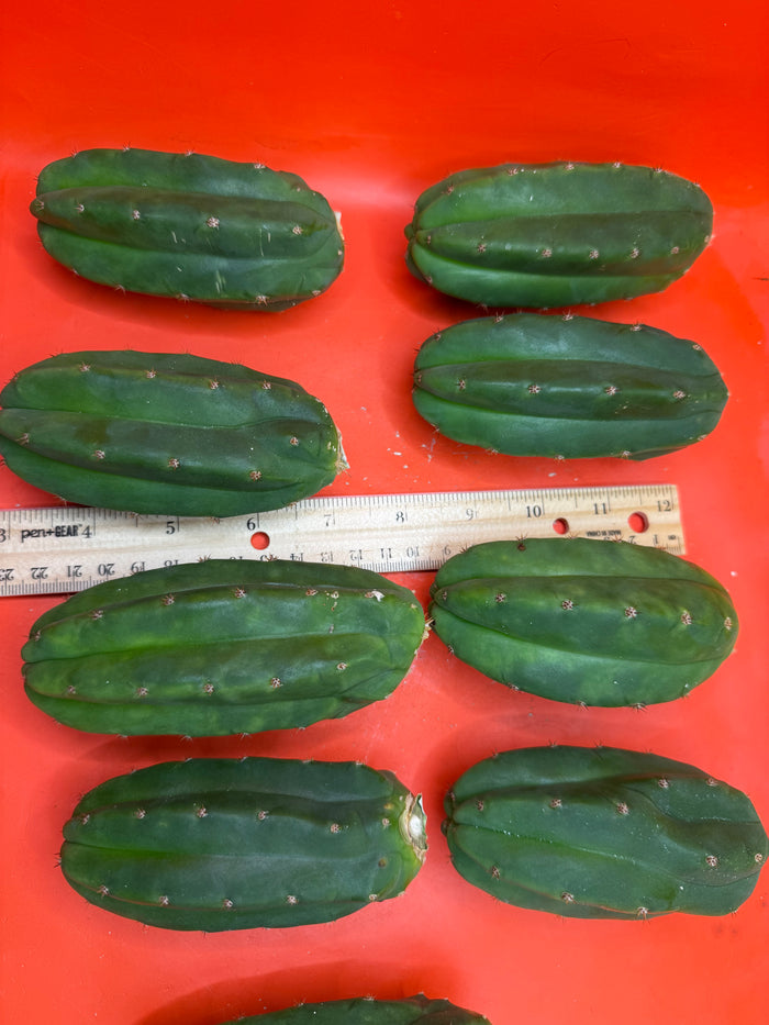 Extra Small 3”-5” San Pedro Cactus ! Fresh cut