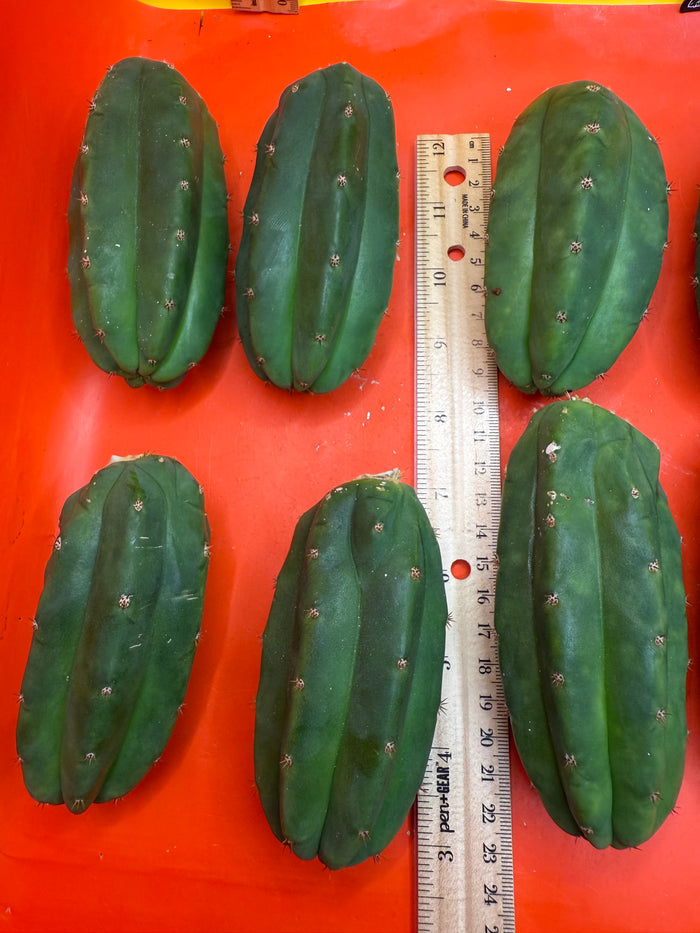 Extra Small 3”-5” San Pedro Cactus ! Fresh cut