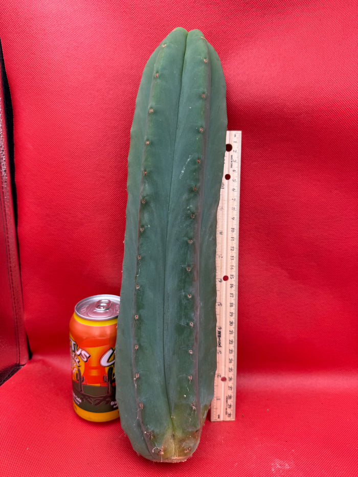 FAT and Tall Cahuilla Tip!!!