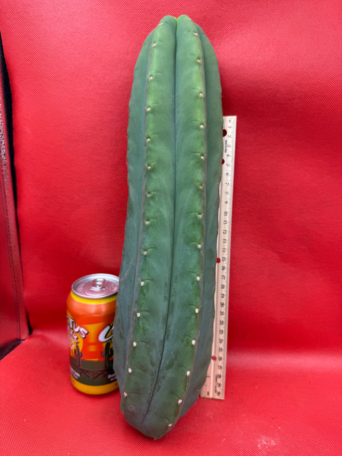 FAT and Tall Cahuilla Tip!!!