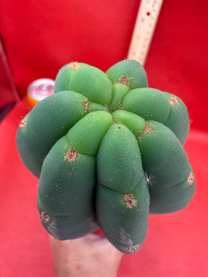 FAT and Tall Cahuilla Tip!!!
