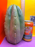 Fat huanucoensis “DON HUAN” over 4” thic !!!