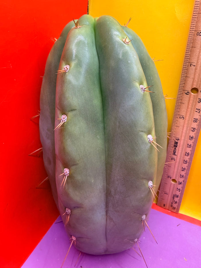 Fat huanucoensis “DON HUAN” over 4” thic !!!
