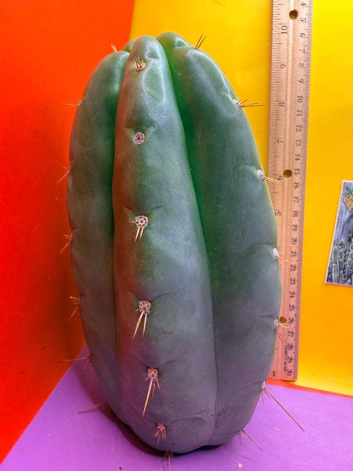 Fat huanucoensis “DON HUAN” over 4” thic !!!