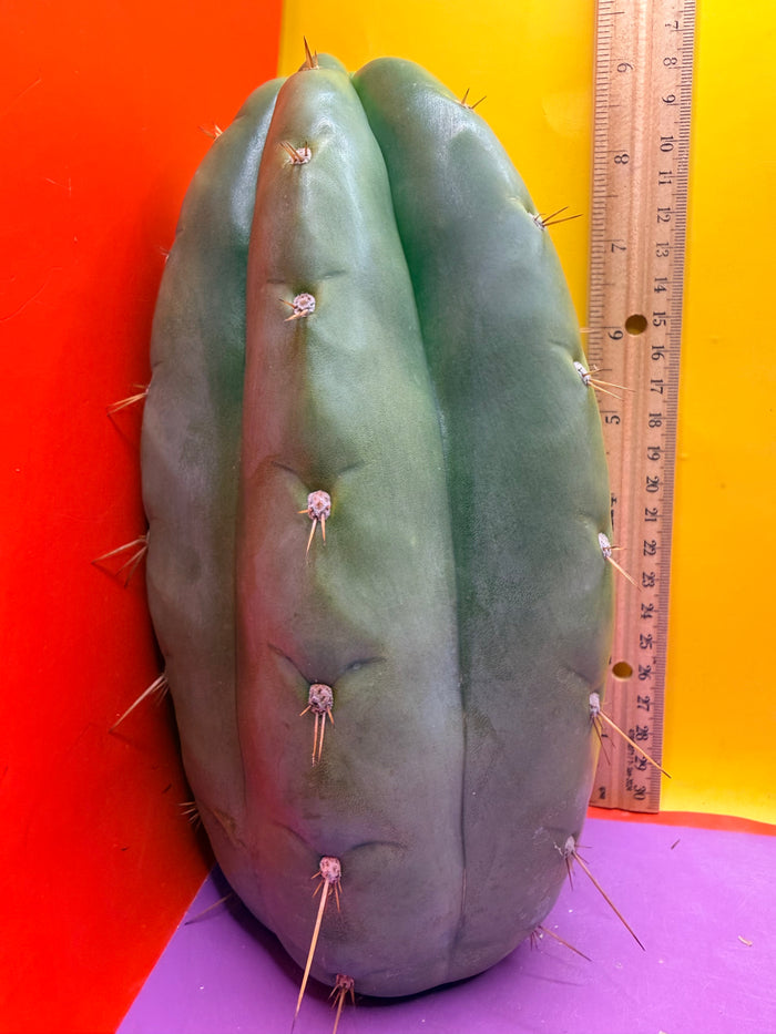 Fat huanucoensis “DON HUAN” over 4” thic !!!
