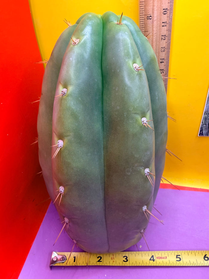 Fat huanucoensis “DON HUAN” over 4” thic !!!
