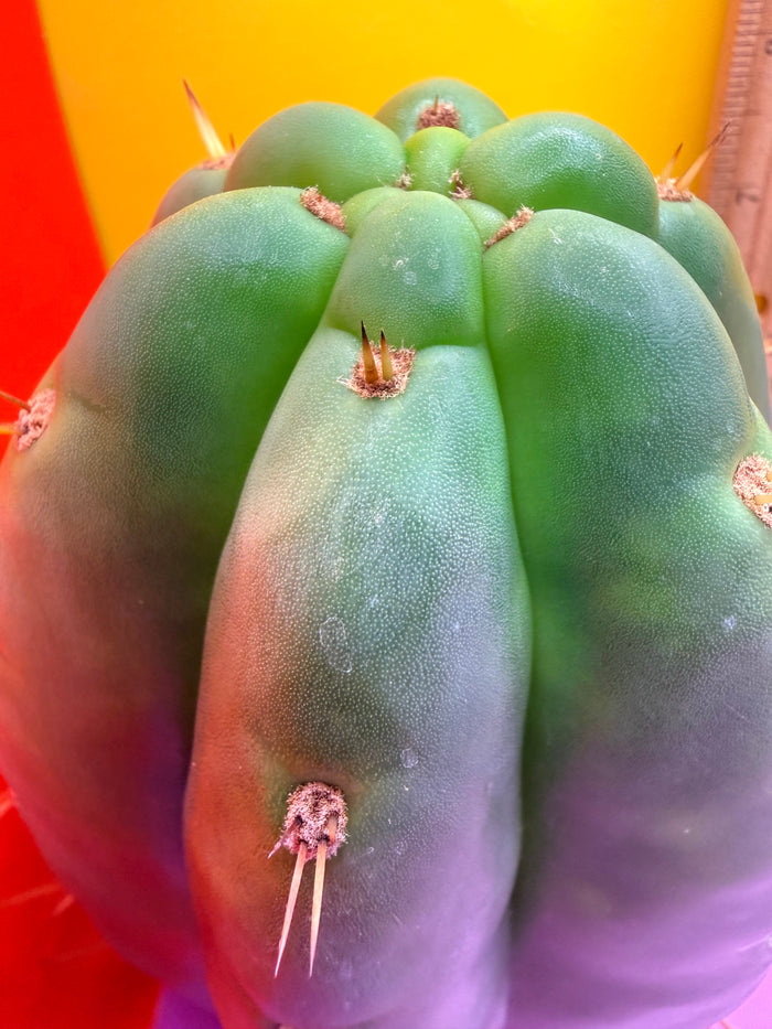 Fat huanucoensis “DON HUAN” over 4” thic !!!