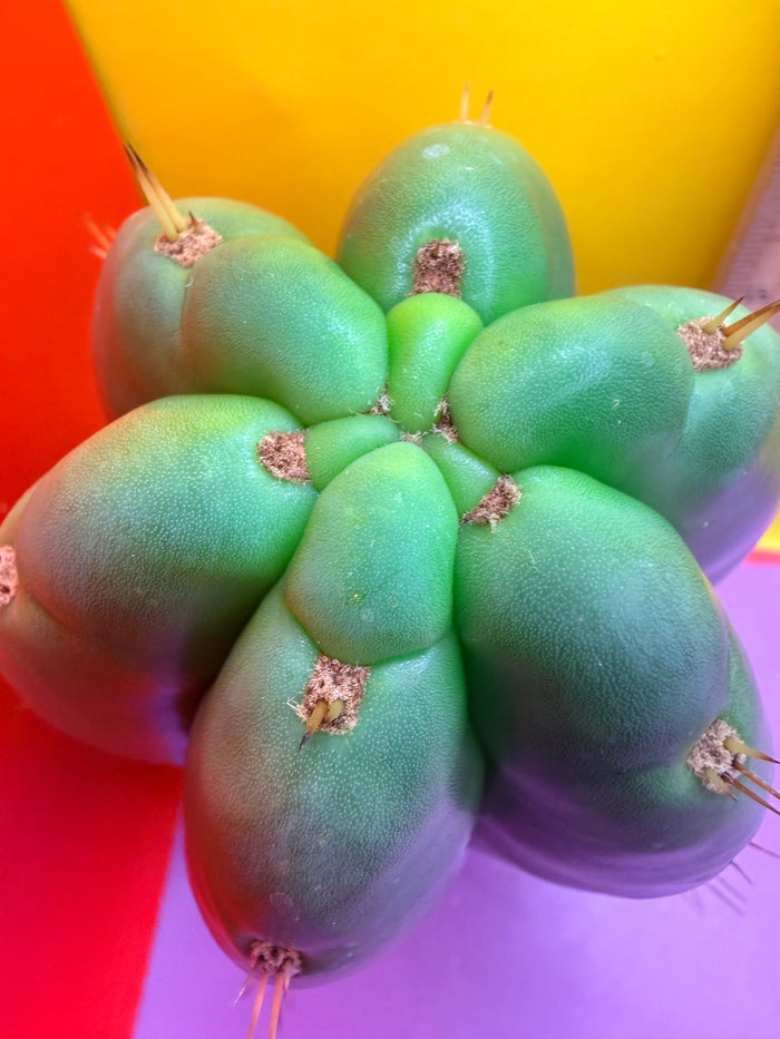 Fat huanucoensis “DON HUAN” over 4” thic !!!