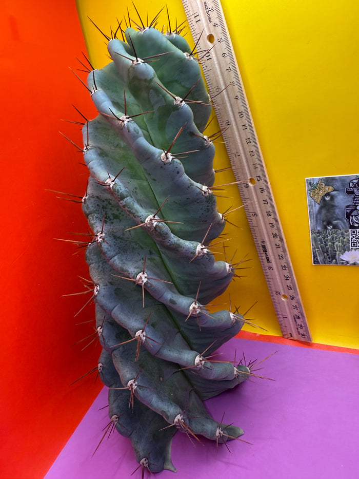 FAT 🌀🌵Spiral Cactus !Over 4” thick