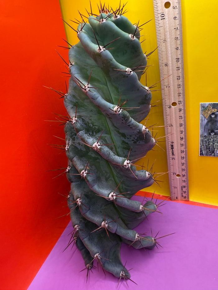 FAT 🌀🌵Spiral Cactus !Over 4” thick