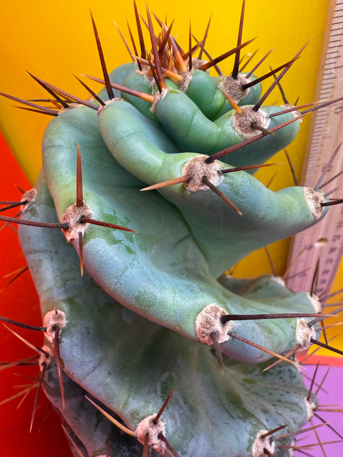 FAT 🌀🌵Spiral Cactus !Over 4” thick