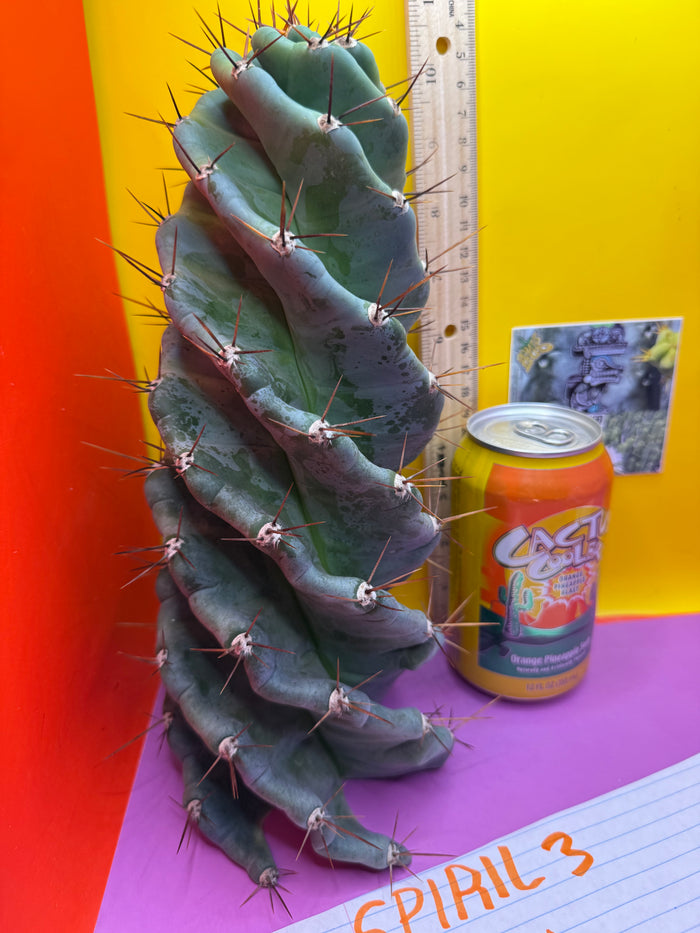FAT 🌀🌵Spiral Cactus !Over 4” thick