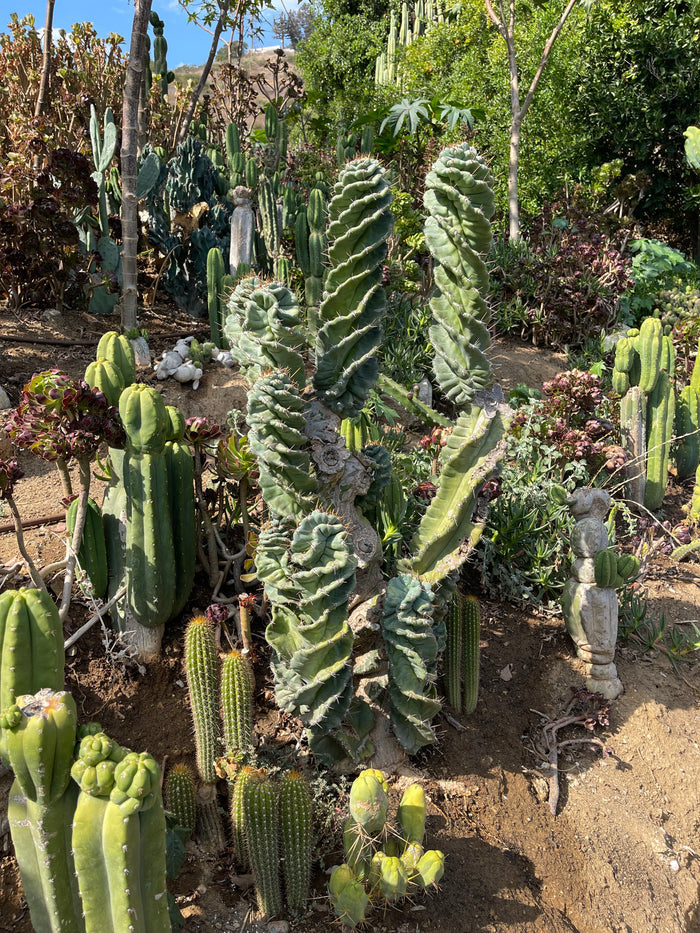 FAT 🌀🌵Spiral Cactus !Over 4” thick