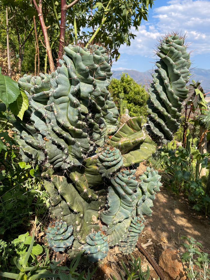 FAT 🌀🌵Spiral Cactus !Over 4” thick