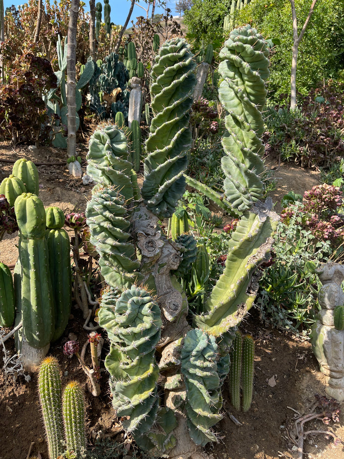 FAT 🌀🌵Spiral Cactus !Over 4” thick