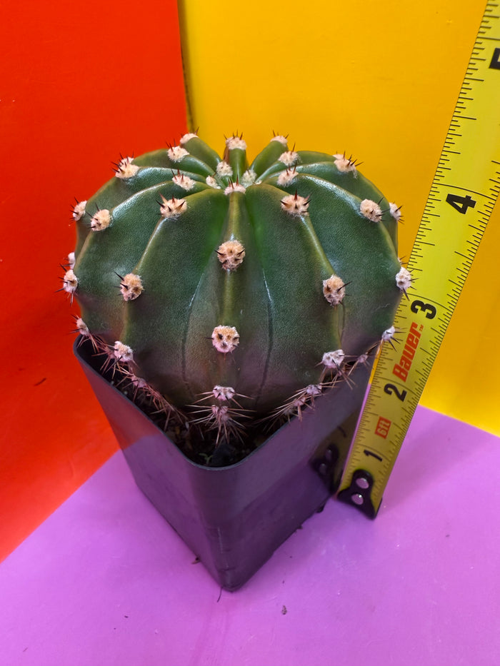 Flowering Echinopsis cactus !ships in the pot - fully rooted
