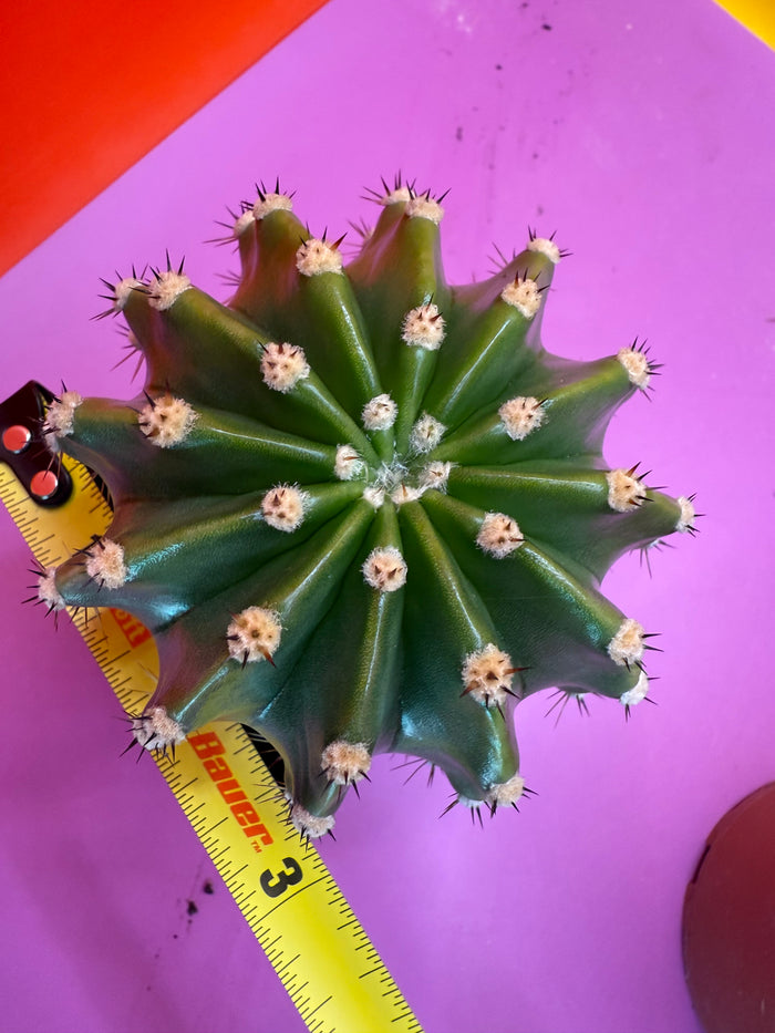 Flowering Echinopsis cactus !ships in the pot - fully rooted
