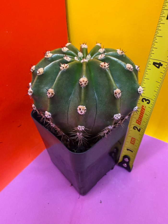 Flowering Echinopsis cactus !ships in the pot - fully rooted