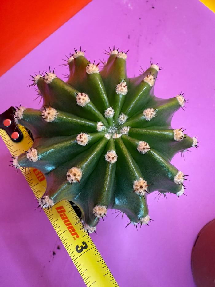 Flowering Echinopsis cactus !ships in the pot - fully rooted