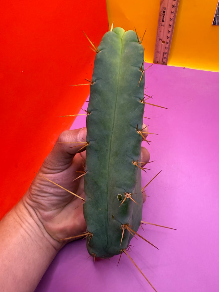 Four wind TBM - CLONE C !