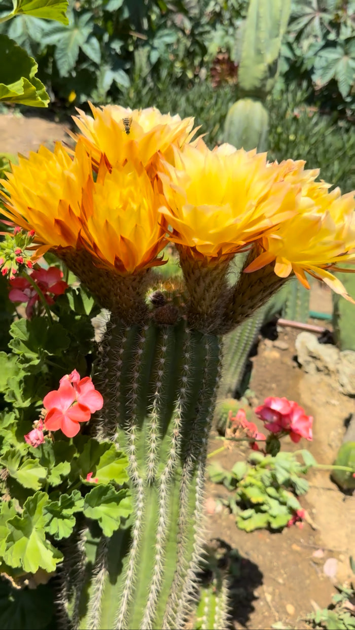 FREE seeds ! “SEISMIC SUNSHINE”X”GLZAM NEON PINK”