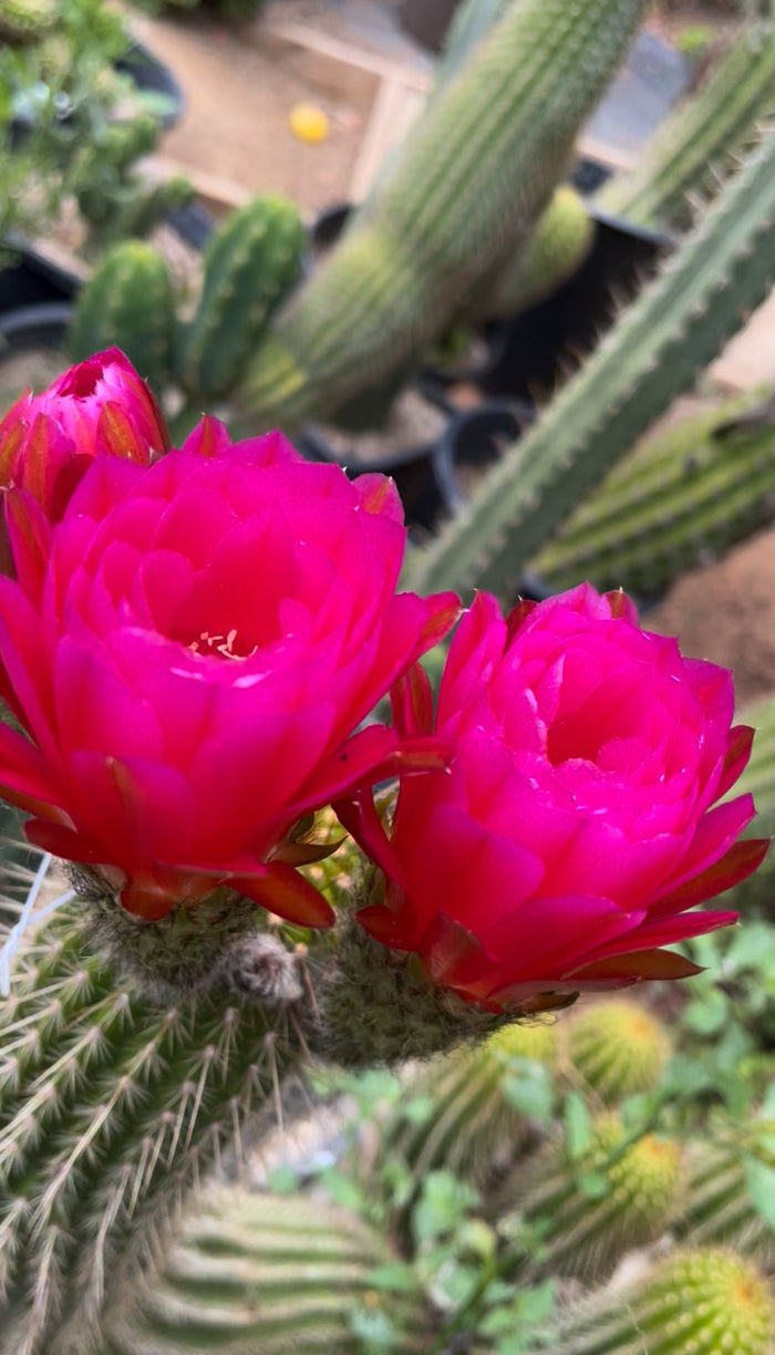 FREE seeds ! “SEISMIC SUNSHINE”X”GLZAM NEON PINK”