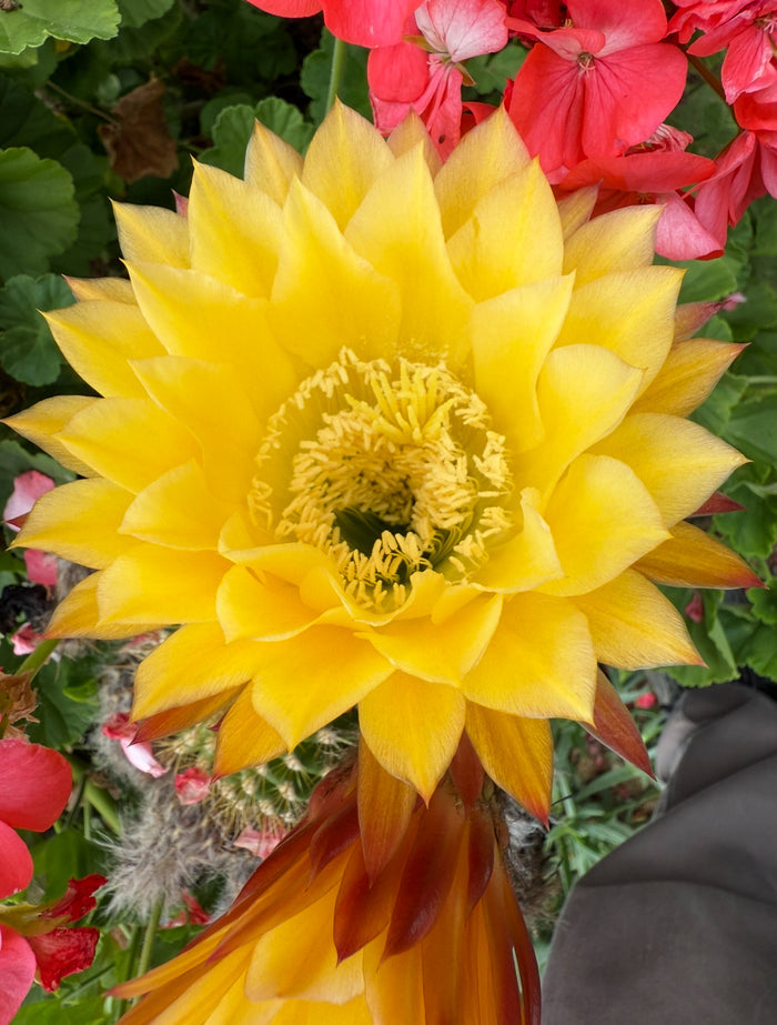 FREE seeds ! “SEISMIC SUNSHINE”X”GLZAM NEON PINK”