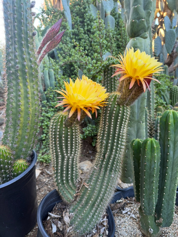 FREE seeds ! “SEISMIC SUNSHINE”X”GLZAM NEON PINK”