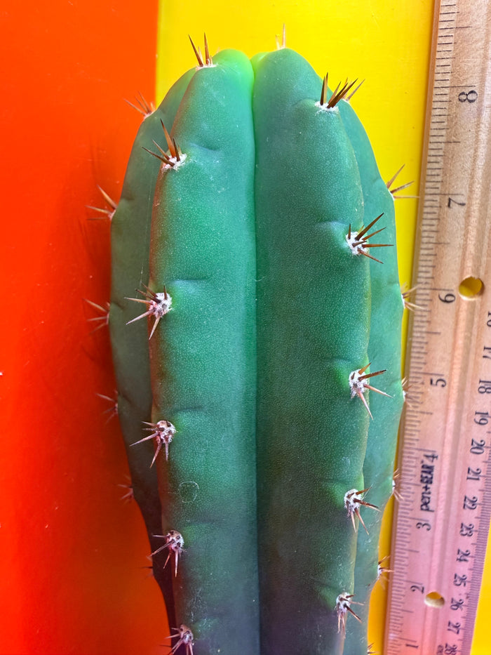 Friday DEAL on Thursday 😱⭐️CAHUILLA OP this exact cactus  !
