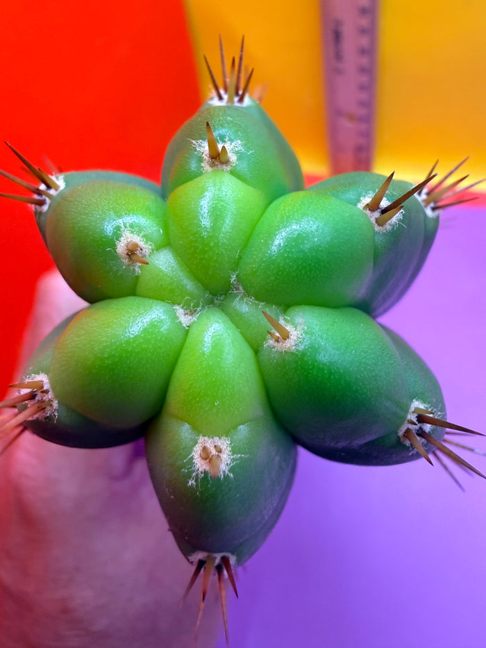 Friday DEAL on Thursday 😱⭐️CAHUILLA OP this exact cactus  !