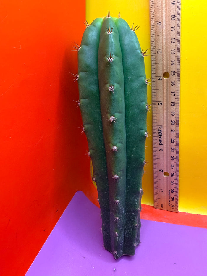Friday DEAL on Thursday 😱⭐️CAHUILLA OP this exact cactus  !
