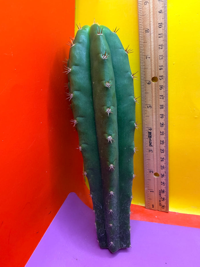Friday DEAL on Thursday 😱⭐️CAHUILLA OP this exact cactus  !