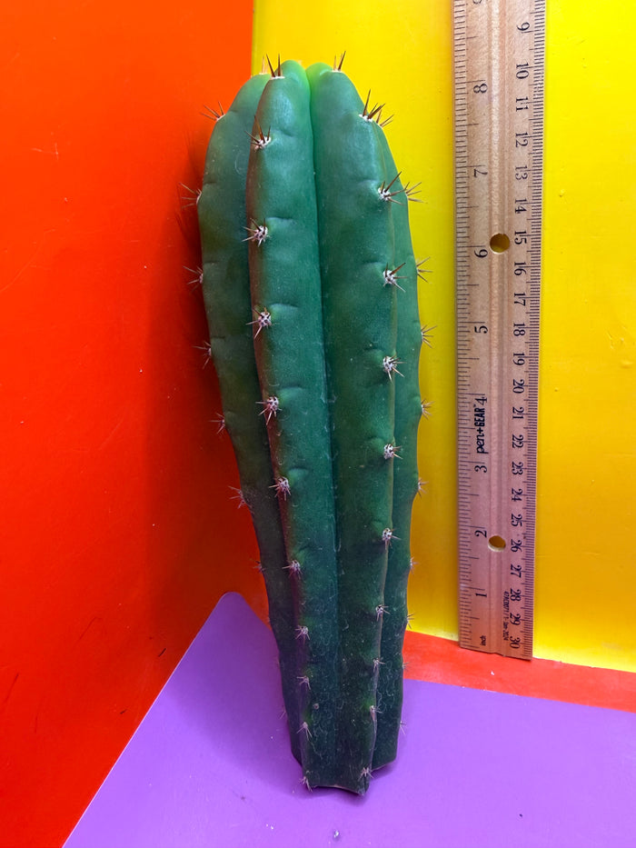 Friday DEAL on Thursday 😱⭐️CAHUILLA OP this exact cactus  !