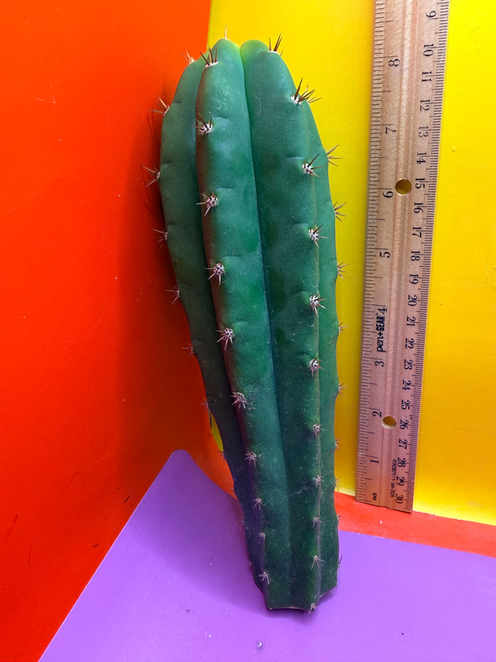 Friday DEAL on Thursday 😱⭐️CAHUILLA OP this exact cactus  !