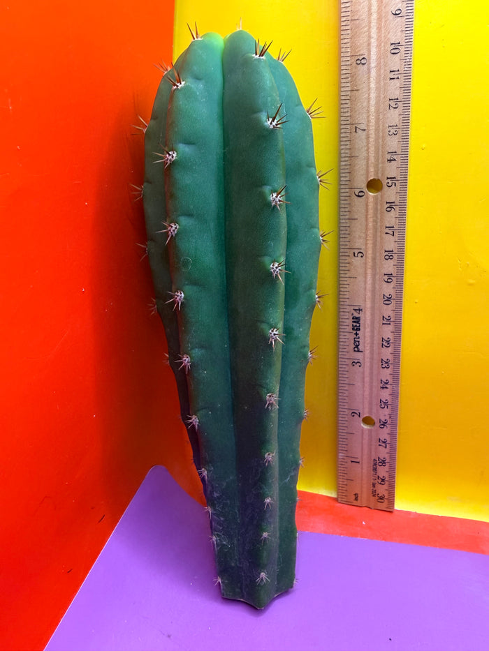 Friday DEAL on Thursday 😱⭐️CAHUILLA OP this exact cactus  !