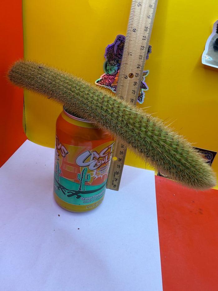 Golden Foxtail Cactus