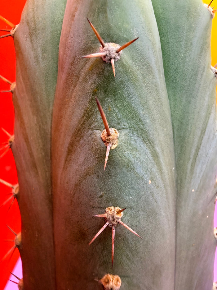 Gorgeous pattern