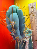 Grafted Bruce’s Dragon