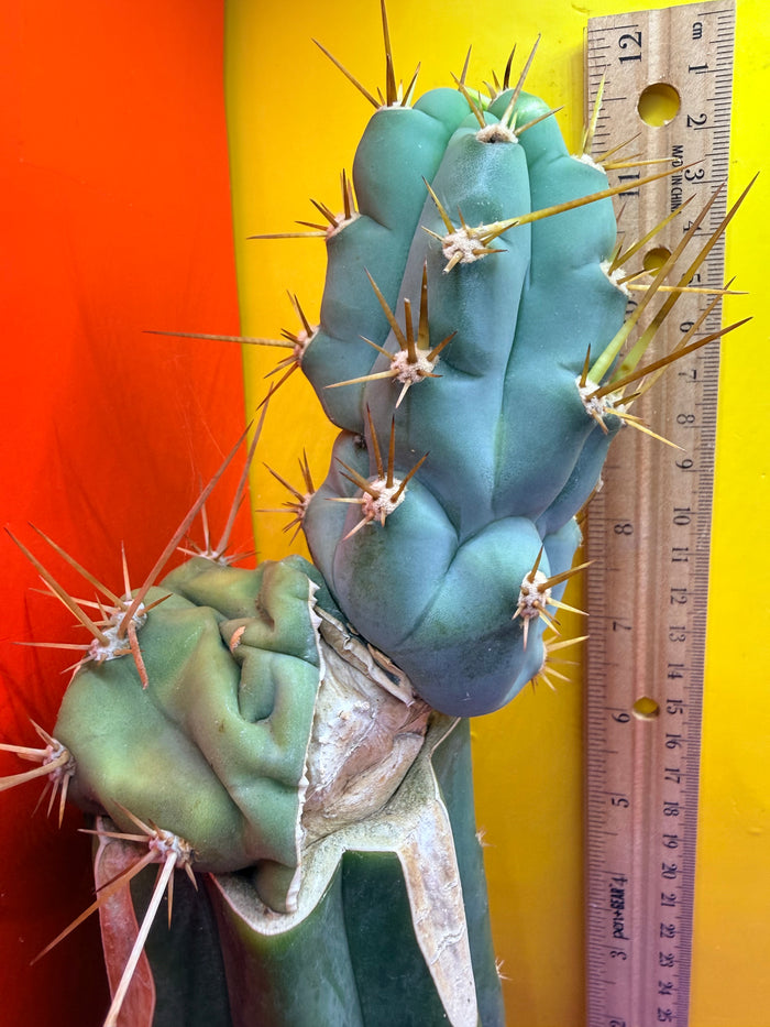Grafted Bruce’s Dragon